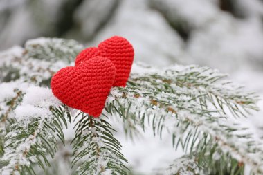 Karda, köknar dallarında aşk kalpleri. Noel ve yeni yıl kutlaması ya da Sevgililer Günü için arka plan