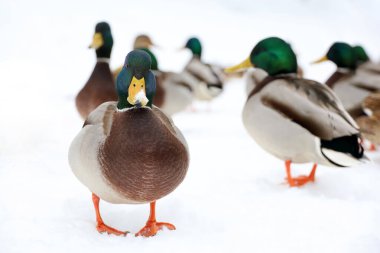 Mallard kışın karda yürür. Soğuk mevsimde vahşi ördekler