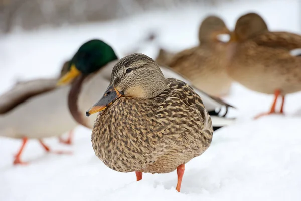 Patos Reais Sobre Neve Patos Selvagens Temporada Inverno — Fotografia de Stock