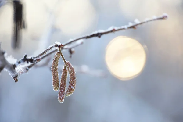 Hazel Catkins Tree Branch Covered Snow Ice Sun Background Forest — Stock Photo, Image