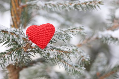 Karla kaplı köknar dallarına kırmızı örülmüş aşk kalbi. Yeni yıl kutlaması ya da Sevgililer Günü için arka plan