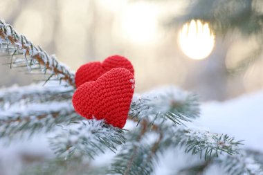 İki aşk kalbi köknar dallarında kar ve kış güneşinin arka planında buzla kaplı. Yeni yıl kutlaması ya da Sevgililer Günü kavramı