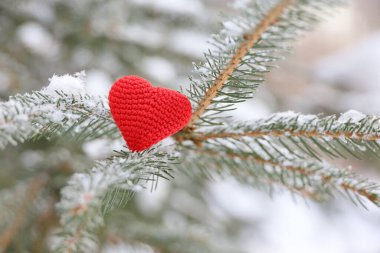 Karla kaplı köknar dallarına kırmızı örülmüş aşk kalbi. Yeni yıl kutlaması ya da Sevgililer Günü için arka plan