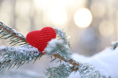 Karla kaplı köknar dallarında aşk kalbi ve kış güneşi arka planında buz. Yeni yıl kutlaması ya da Sevgililer Günü için arka plan