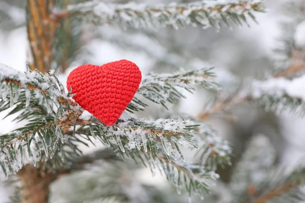 Karla kaplı köknar dallarına kırmızı örülmüş aşk kalbi. Yeni yıl kutlaması ya da Sevgililer Günü için arka plan