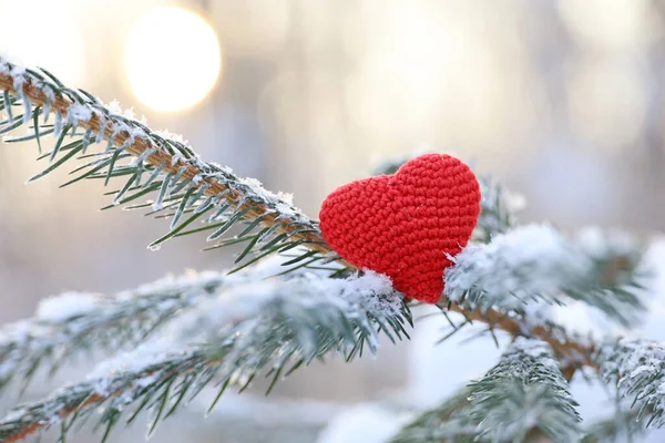 Karla kaplı köknar dallarında aşk kalbi ve kış güneşi arka planında buz. Yeni yıl kutlaması ya da Sevgililer Günü için arka plan