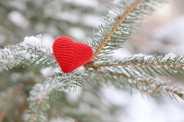 Karla kaplı köknar dallarına kırmızı örülmüş aşk kalbi. Yeni yıl kutlaması ya da Sevgililer Günü için arka plan