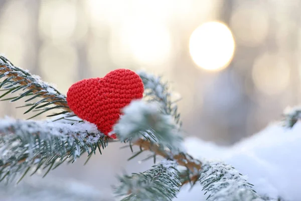 Karla kaplı köknar dallarında aşk kalbi ve kış güneşi arka planında buz. Yeni yıl kutlaması ya da Sevgililer Günü için arka plan