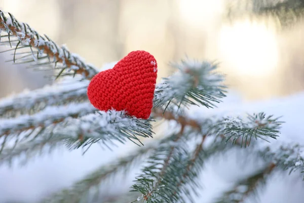 Karla kaplı köknar dallarında aşk kalbi ve kış güneşi arka planında buz. Yeni yıl kutlaması ya da Sevgililer Günü için arka plan