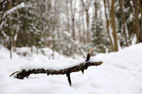 Vista Desenfocada Bosque Invernal Pinos Cubiertos Nieve Naturaleza Hadas Después — Foto de Stock