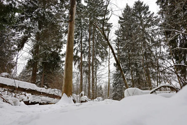 Bosque Invierno Pinos Cubiertos Nieve Troncos Caídos Naturaleza Hadas Después — Foto de Stock