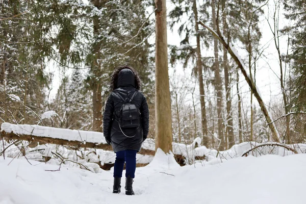 Egy Meleg Kabátban Sétál Téli Erdőben Hóval Borított Fenyőfákat Néz — Stock Fotó