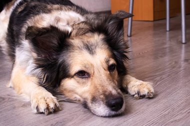 Beyaz köpek tahta zeminde yatıyor.
