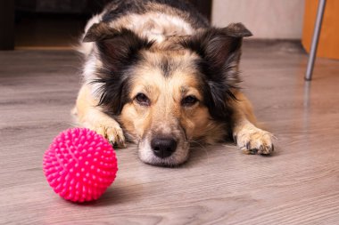 Köpek evde topla oynuyor.