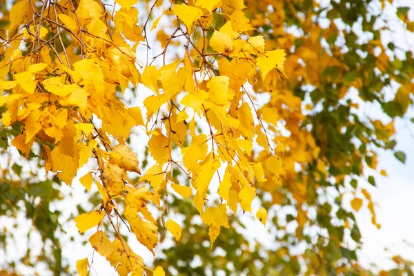 Yellow leaves on branches of tree against sky — Stock Photo, Image
