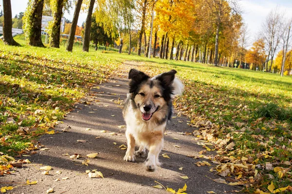Cão Branco Corre Longo Caminho Entre Folhas Outono Fechar — Fotografia de Stock