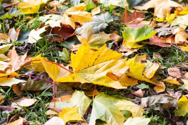Sarı sonbahar yaprakları zeminde, arka planda ya da dokuda yatar