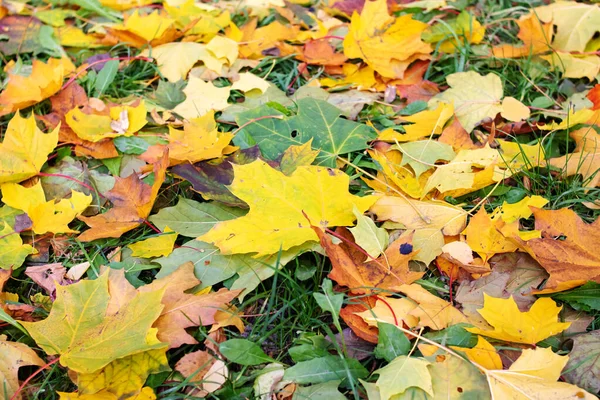 Yellow Autumn Leaves Lie Ground Background Texture — Stock Photo, Image
