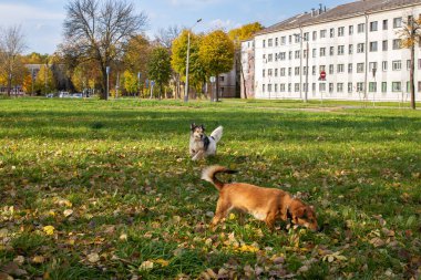 Sonbaharda çimenlerde iki köpek yürüyor.
