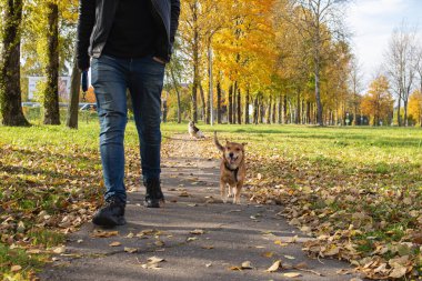 Sonbahar parkında köpekle güneş ışığında yürüyen adam.