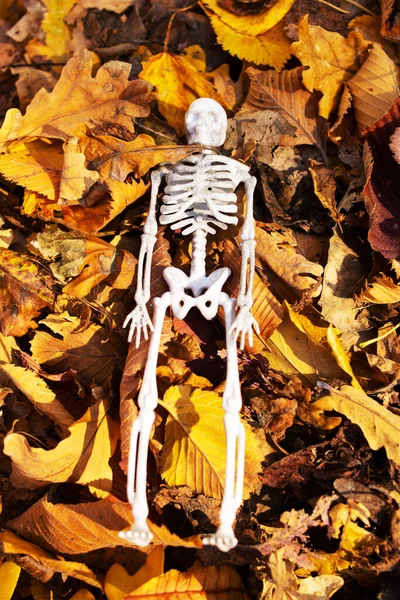 Malá Lidská Kostra Mezi Žlutými Podzimními Listy Zblízka — Stock fotografie