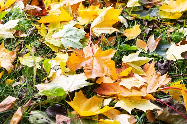 Żółte Liście Jesieni Leżą Ziemi Tle Lub Tekstury — Zdjęcie stockowe