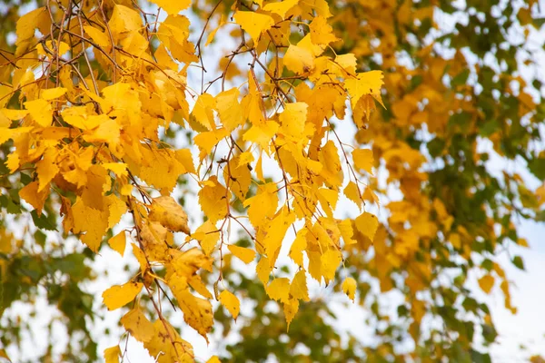 Yellow Leaves Branches Tree Sky — Stock Photo, Image