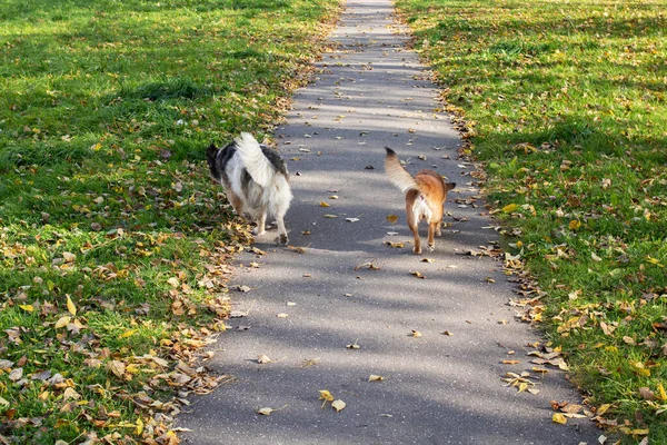 Dos Perros Caminan Por Sendero Otoño — Foto de Stock