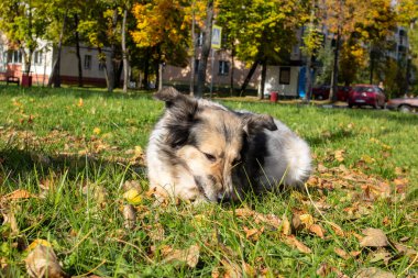 Beyaz köpek sarı yapraklar içinde çimlere uzanıyor.