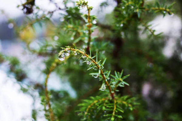 Regentropfen Auf Einem Grünen Fichtenzweig Mit Nadeln Nahaufnahme — Stockfoto