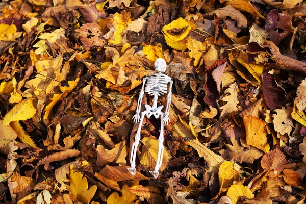 Pequeño Esqueleto Humano Entre Hojas Amarillas Otoño Cerca —  Fotos de Stock