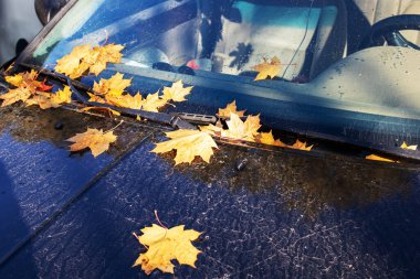 Sonbahar sarısı yaprakları arabanın kaputunda.