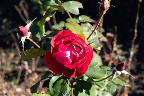 Bright Red Rose Green Leaves Thorns Top View — Stock Photo, Image