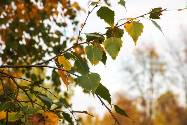 Yellow Leaves Branches Tree Sky — Stock Photo, Image