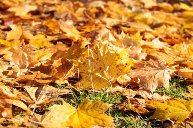 Sonbahar sarı yaprakları yere yakın.