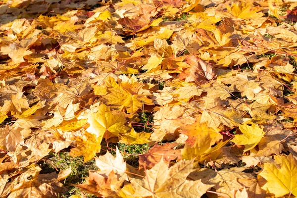 Jesienny Żółty Liście Ziemi Zbliżenie — Zdjęcie stockowe