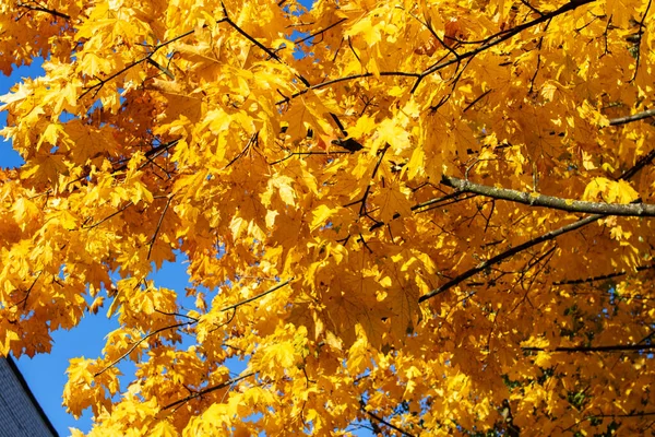 Autumn Yellow Leaves Tree Branches Close — Stock Photo, Image