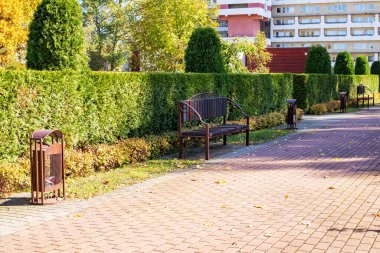 Sarı sonbahar yaprakları bir park bankında. Yakından.