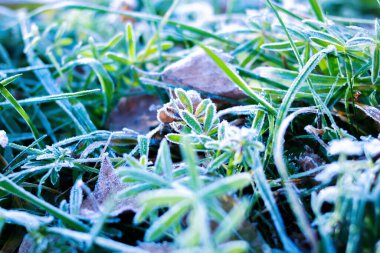 Yeşil çimen yapraklarının üzerindeki buz