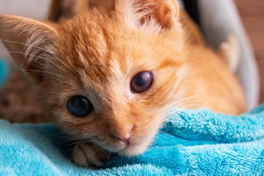 Gözleri ve kulakları ağrıyan kızıl kedi yavrusu kapat