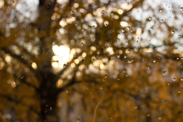 Капли Стекле Фоне Осеннего Дерева Солнечного Света — стоковое фото