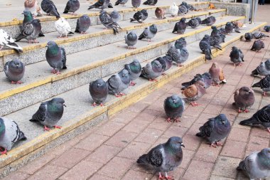 Merdivenlerde oturan güvercin sürüsü