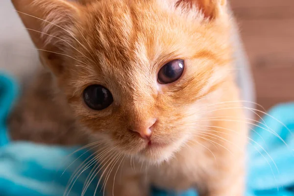 小さな生姜子猫でカップ上のスケールを閉じる — ストック写真