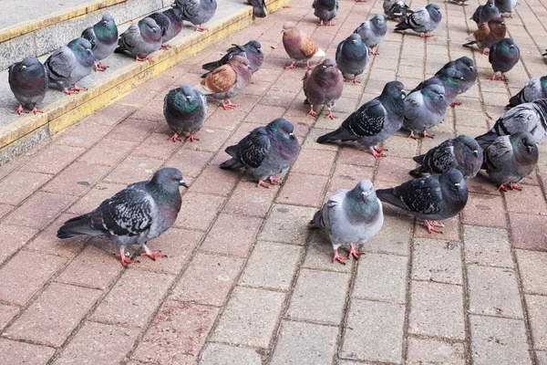 Uma Multidão Pombos Sentados Nos Degraus Fecha — Fotografia de Stock