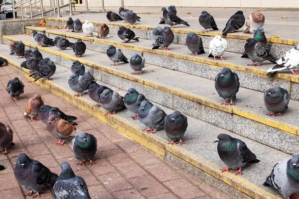 一群鸽子坐在台阶上 靠得很近 — 图库照片