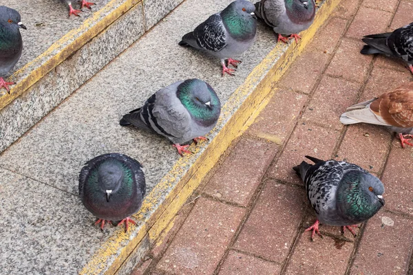 一群鸽子坐在台阶上 靠得很近 — 图库照片