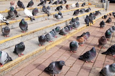 Merdivenlerde oturan güvercin sürüsü