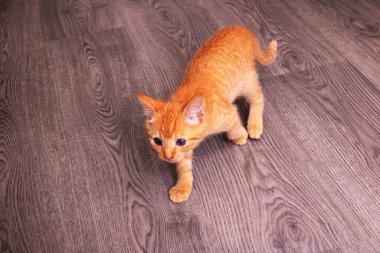 Küçük kızıl kedicik ahşap zeminde oturur. Yaklaş.