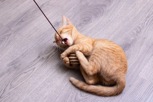 Mały Kotek Bawiący Się Zabawką Linie Bliska — Zdjęcie stockowe