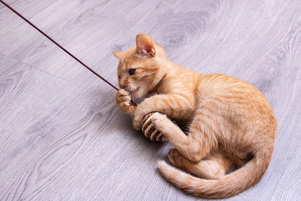 Klein katje spelen met een speelgoed op een touw — Stockfoto
